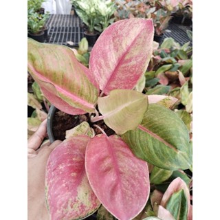 อโกนีมา มิสเวิลด์ aglaonema Miss world