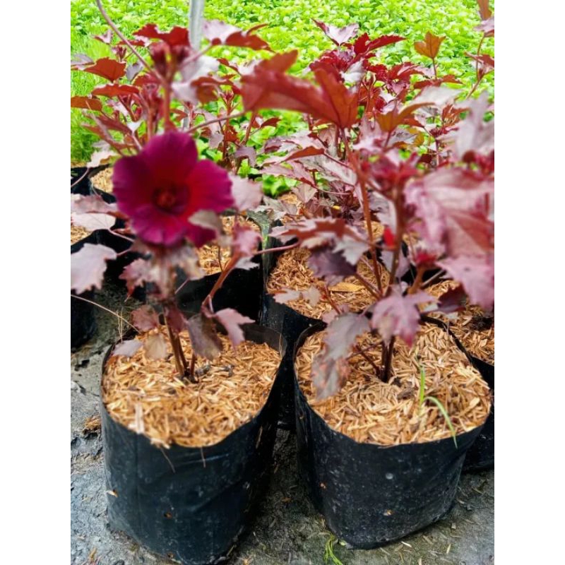 ชบาเมเปิ้ลแดง 1ถุง1ต้นถุงดำต้นไม้กินได้ สีสวย ใบและดอกสีจะคล้ายๆกัน ยิ่งปลูกไว้ตรงที่แดดจัด สีจะยิ่งแดงเข้ม