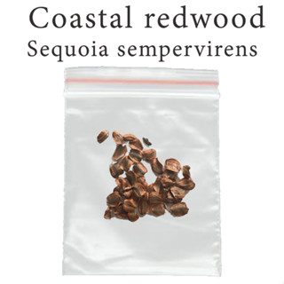 เมล็ดสน เรดวูด ชายฝั่ง สนที่สูงที่สุดในโลก Coastal redwood - California redwood - Sequoia sempervirens ร้านคนไทย บอนไซ