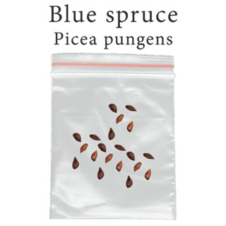 เมล็ดสน สนบลู สปรูซ สนคริสต์มาส สนสีฟ้า Colorado blue spruce - Picea pungens ร้านคนไทย บอนไซ