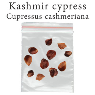 เมล็ดสน สนแคชเมียร์ Kashmir cypress - Cupressus cashmeriana ร้านคนไทย บอนไซ