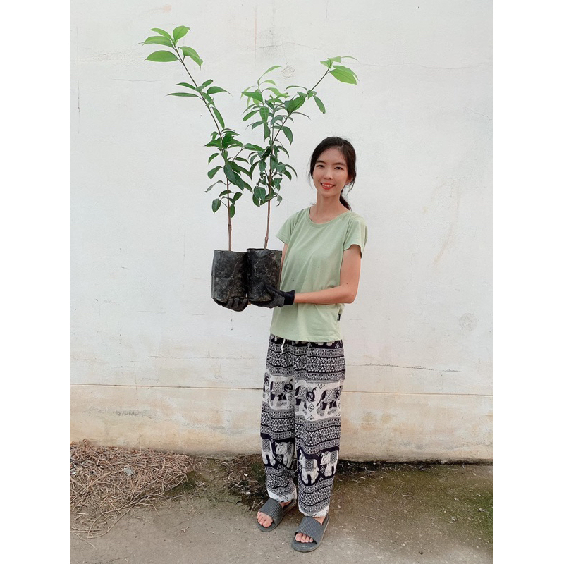 #ต้นมะยงชิดพันธุ์ทูลเกล้า (ต้นใหญ่ ถุง4คูณ10นิ้ว) เสียบยอด สูงราว30-50เซน 2 ปีติดผล - รูปที่ 2