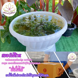 สาหร่ายพุงชะโด สาหร่ายหางกระรอก พื้นปรับสภาพน้ำ ตกแต่งอ่างปลาสวยงาม