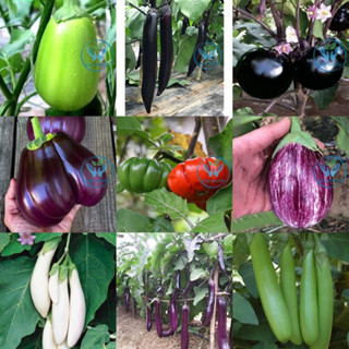 เมล็ดพันธุ์ ( Eggplant Seed ) มะเขือ มะเขือยาว มะเขือยักษ์ จำนวนเมล็ดอยู่ที่รายละเอียดสินค้าค่ะ