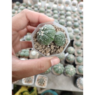 Astrophytum asterias (แอสโตรไฟตัม แอสทีเรียส) แฝด