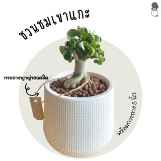 ชวนชมก๊อตจิ ชวนชมพร้อมกระถาง ส่งพร้อมกระถาง🌿 ต้นชวนชม ชวนชมสายพันธุ์ยอดนิยม ต้นอ้วนน่ารัก  ชวนชมสายพันธุ์ก๊อตจิ