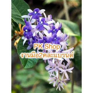 สินค้าราคาพิเศษ(คุณมี่)