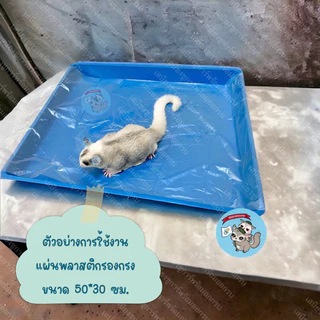 ( แผ่นพลาสติกรองกรง 50 ชิ้น ) PLASTIC CAGE COVER แผ่นคลุมถาดรองกรง แผ่นพลาสติกคลุมถาดรองกรง ถาดรองกรง กรง อาหาร หนอนนก