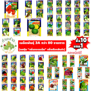 3A (ซื้อ10แถม1) เมล็ดพันธุ์ บีทรูท ขนาด5กรัม ประมาณ500เมล็ด BEET ROOT ผักกาดฝรั่ง ผักกาดแดง เมล็ดพันธุ์พืช เมล็ดผัก