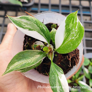 Philodendron white princess