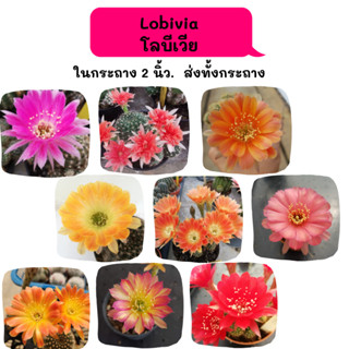 Lobivia โลบีเวีย ไม้ชำหน่อ แคคตัส cactus กระบองเพชร พืชอวบน้ำ พืชทะเลทราย