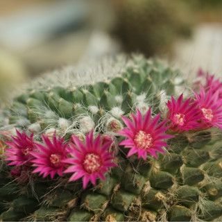 沙漠纪念品 Desert Souvenirs บูเก้ทะเลทรายของขวัญวันครบรอบ Mammillaria Hahniana ไซด์  ฟอร์มยักษ์ไซส์ดอก