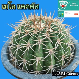 Melocactus เมโล แคคตัส แม่พันธุ์ ต้นใหญ่มากกกๆๆๆๆๆ 9 ซ.ม. ขึ้นไป