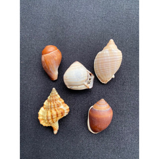 Rare sea snail shell collectibles ของสะสมเปลือกหอยทากทะเลหายาก