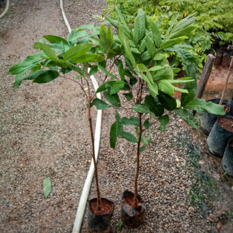 ลำไยอีดอ (เสียบยอด) ต้นเตี้ย (50-70 ซม. ความสูงแล้วแต่รอบจัดส่ง)