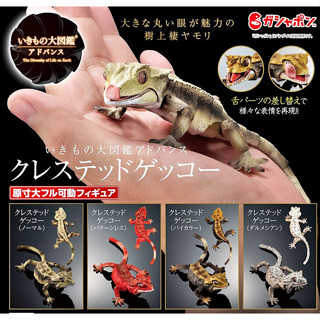 (เพิ่ม 4 แบบพร้อมส่ง) กาชาปองตุ๊กแกตาหนาม Gashapon Bandai Premium Ikimono Encyclopedia Advanced Crested Gecko โมเดลสัตว์