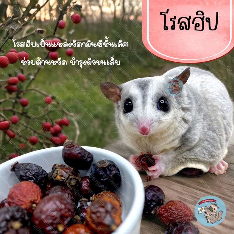 ( โรสฮิป ) ROSE HIP โรสฮิปอบแห้ง ผลกุหลาบ ผลกุหลาบป่าอบแห้ง อาหาร ขนม ชูการ์ กระรอก แฮมสเตอร์ นก ดอร์เมาส์ สัตว์เล็ก
