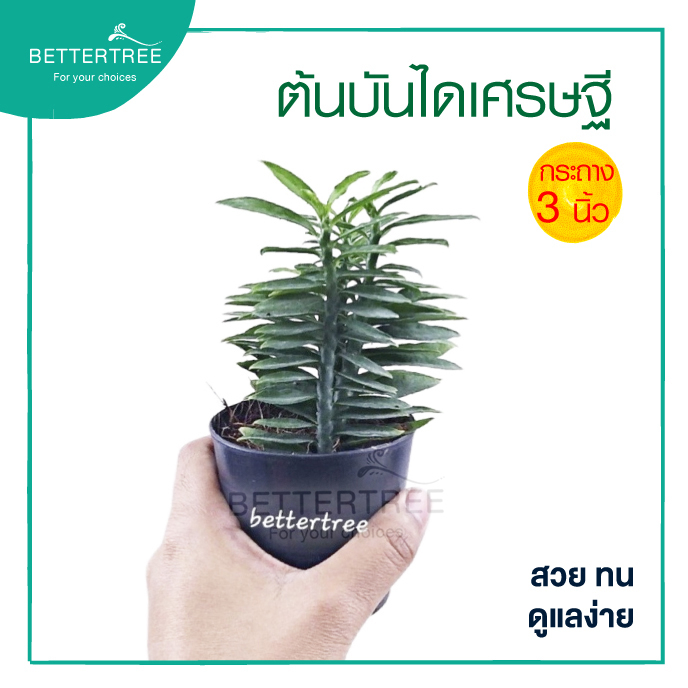 บันไดเศรษฐี กระถาง3 นิ้ว  euphorbia tithymaloides smallii ต้นไม้ฟอกอากาศ