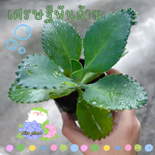 [กระถาง 3 นิ้ว] ต้นเศรษฐีพันล้าน ไม้มงคล เรียกทรัพย์ เสริมโชคลาภ ความร่ำรวย ไม้ฟอกอากาศ ไม้อวบน้ำ