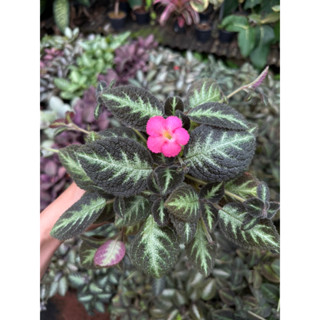 พรมญี่ปุ่น พิงค์แพนเธอร์ ดอกสีชมพูดสดใส Episcia Pink Panther ต้นไม้ปรับ แต่งสวน ตกแต่งบ้าน