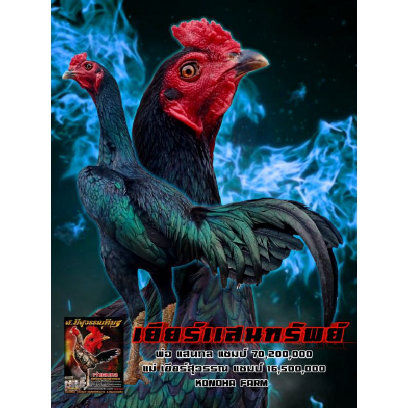 ไข่เชื้อไก่ชนสายเลือดแสนกล แชมป์ 70,200,000 ฉายาเพชรฆาตหน้าหยก ชนแพงที่สุดในโลก 70,200,000 บาท เพชรฆาตหน้าหยก