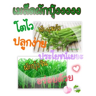 เมล็ดผักบุ้ง ปลูกง่ายโตไว แสน อร่อย ปลูกผักให้คนที่คุณรัก