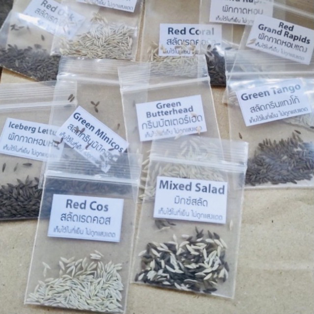 เมล็ดผักสลัด 20บาท/ซอง 100 เมล็ด เมล็ดพันธ์พืช เมล็ดผัก พันธุ์แท้[10แถม1] เมล็ดไม่เคลือบ