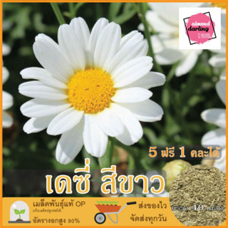 5 แถม1 เมล็ดพันธุ์ ดอกเดซี่  (Daisy Princess Seed) เมล็ดพันธุ์แท้ ปลูกง่าย อัตรางอกสูง เก็บเมล็ดปลูกต่อได้