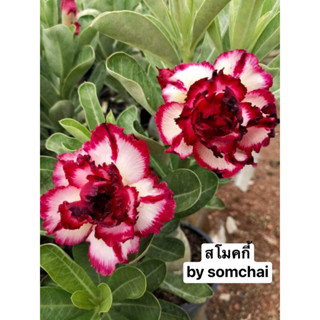 ชวนชมดอกซ้อน🌺 สโมคกี้ 🌺 จัดส่งถอนต้น ขนาดกระถาง6นิ้ว🍃