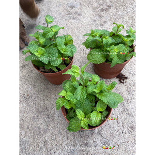 ต้นสะระแหน่ กระถาง 4นิ้ว 🪴#ผักสวนครัว 💥(ซื้อ3 แถม 1กระถาง) 4inch Pot’s🪴 Pepper mint Plant #herb 💥(buy 3 get 1 free)