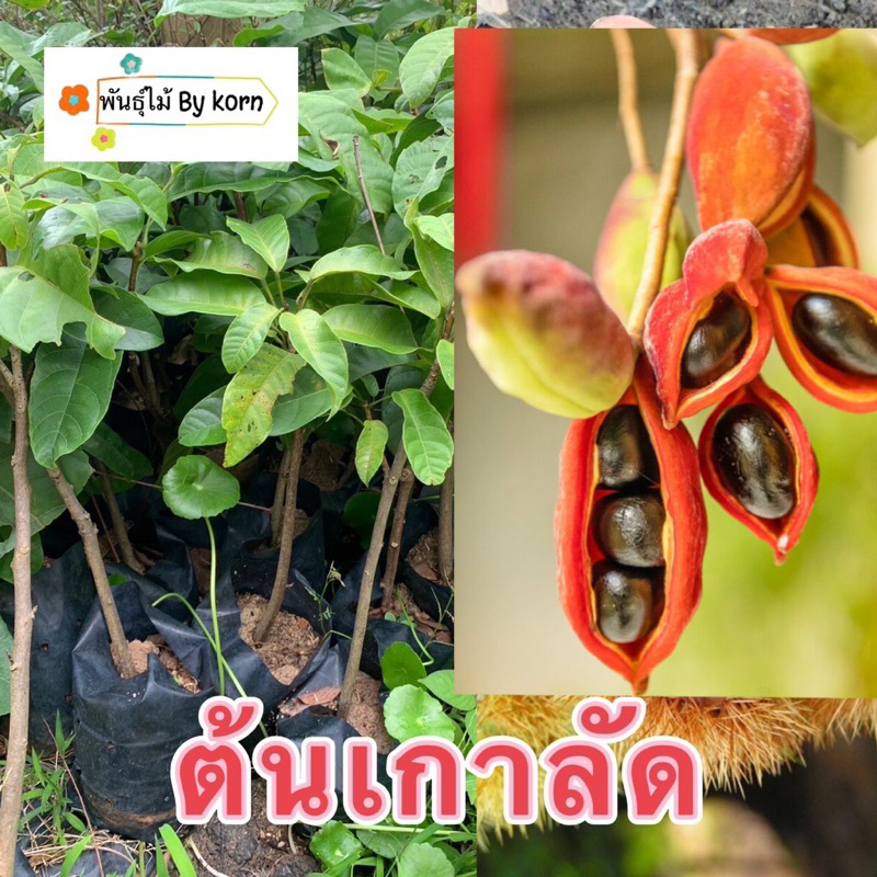 ต้นเกาลัด เกาลัดไทย พร้อมส่ง สำคัญกรุณาสั่งซื้อในเวลา12:00น.-00:00น.