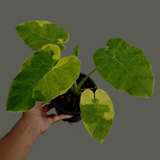 ออดิบด่างเหลืองอันดามัน Colocasia Gigantea Hook.f Variegated ด่างทุกต้น 💯