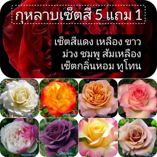ซื้อ 5 แถม 1 ต้นกุหลาบ แบบเซ็ต เซ็ตสีแดง เหลือง ส้ม ชมพู ม่ว…