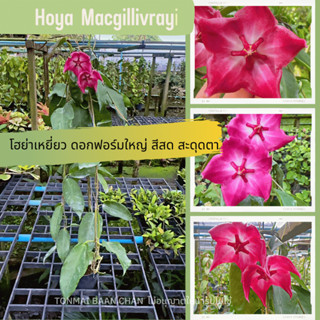 ต้นไม้แขวนประดับ hoya macgillivrayi โฮย่าดอกฟอร์มใหญ่ หายาก สีสันสดใส ไม้ประดับ ต้นไม้ดอก