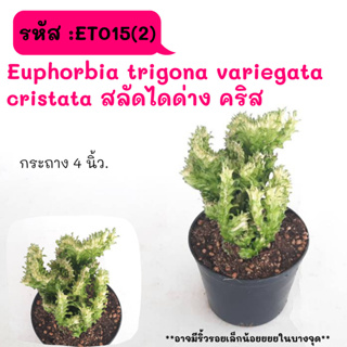 ET015(2) Euphorbia trigona variegata cristata สลัดไดด่างคริส Cactus กระบองเพชร พืชอวบน้ำ พืชทะเลทราย ตะบองเพชร