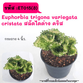 ET015(3) Euphorbia trigona variegata cristata สลัดไดด่างคริส Cactus กระบองเพชร พืชอวบน้ำ พืชทะเลทราย ตะบองเพชร