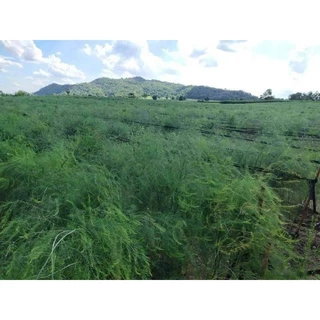 เมล็ดพันธ์ุหน่อไม้ฝรั่ง 700 เมล็ด (500 แถม 200 เมล็ด) 🌱เมล็ดพันธ์ุหน่อไม้ฝรั่ง Brock's Improved