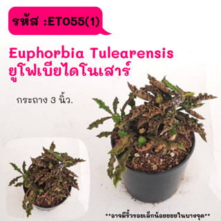 ET055(1) Euphorbia Tulearensis  ยูโฟเบียไดโนเสาร์ Cactus กระบองเพชร พืชอวบน้ำ พืชทะเลทราย ตะบองเพชร