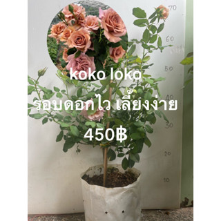 กุหลาบ koko loko ดอกเก่ง