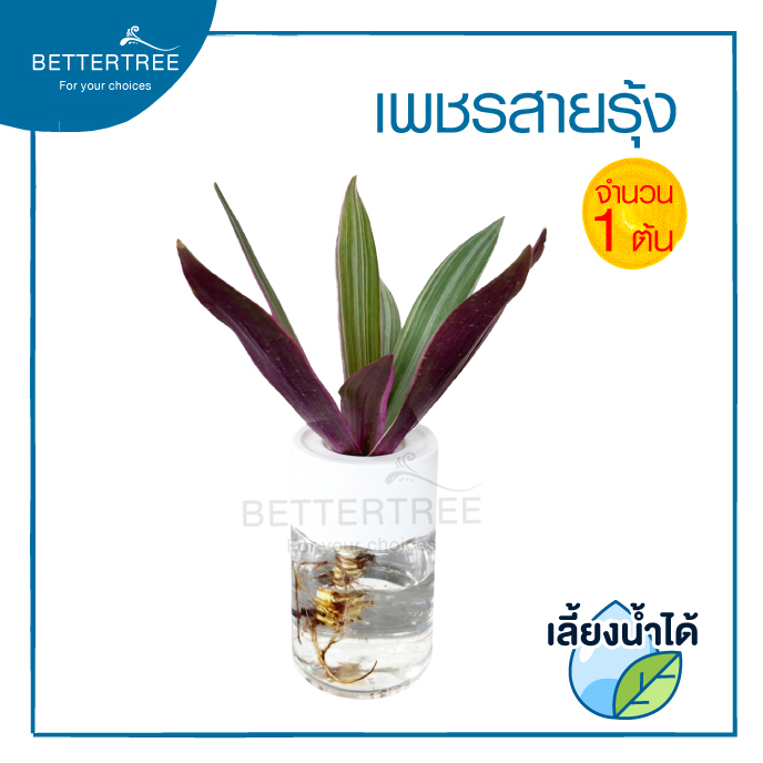 ต้นเพชรสายรุ้ง เลี้ยงน้ำได้ (จำนวน 1 ต้น) ต้นไม้ฟอกอากาศ ต้นไม้ ต้นไม้ประดับ