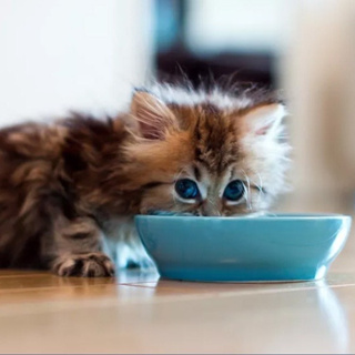 ขนมแมว cat snacks ทูน่า แซลมอน อาหารแมวแบบเปียก อาหารแมว ​ขนมแมวเลีย สุดคุ้ม! ผมสว่าง สุขภาพ โภชนาการ 15g อาหารแม