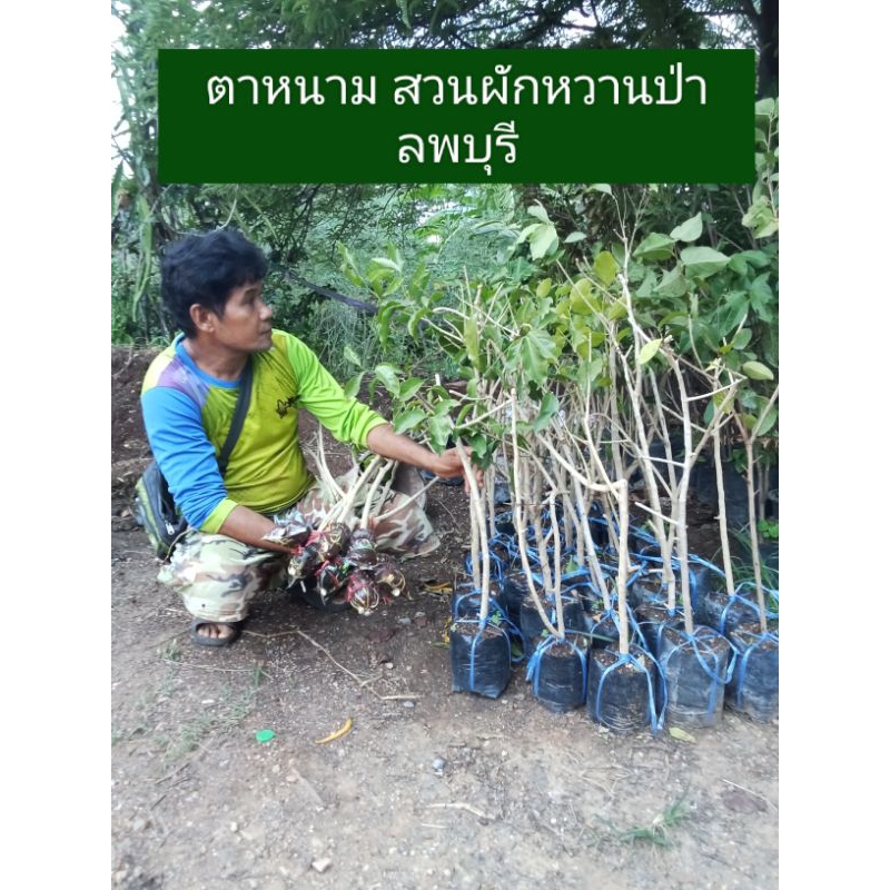 🌱🌈กิ่งต้อนผักหวานป่ายอดเหลืองพันธุ์สีทองรากแน่นๆไซต์เล็กไซต์M+ขนาดนิ้วชี้ขนาดกิ่ง15-25มิลสูง65-80เซนซื้อครบ4กิ่งแถม1กิ่ง