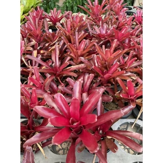สับปะรดสี(ตัดหน่อขาย) นีโอฟายบอล ไม้มินิสีแดงไม้แตกไหลให้หน่อดี ตัดหน่อสดขายหน่อละ 25 บาท