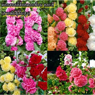 40 เมล็ด เมล็ดดอกฮอลลี่ฮ็อคดอกซ้อนคละสี พันธุ์ต้นสูง (ต้นสูงประมาณ 140 ซม. ปลูกง่าย ดอกซ้อนสวยงามคละสี)