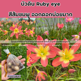 บัวดิน Ruby eye รูบี้อาย สีส้มชมพู