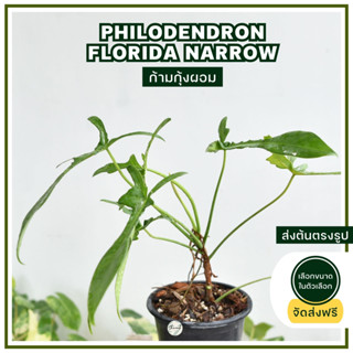 ส่งฟรี ก้ามกุ้งผอม  Philodendron florida narrow