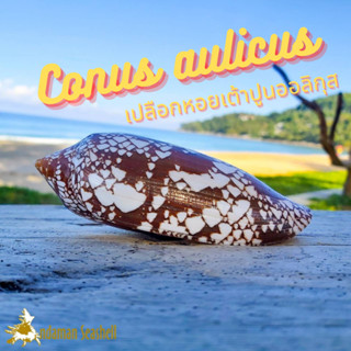 Andaman seashell เปลือกหอย หอยเต้าปูนออลิกุส (Conus aulicus)