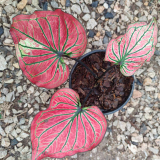 ศรีเบญจรงค์ บอนสี Caladium