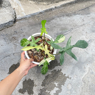 Philodendron Florida Beauty Variegated 🦞ก้ามกุ้งด่าง