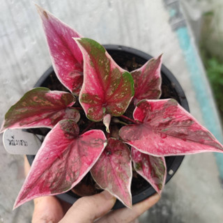 มณีวาสนา บอนสี Caladium